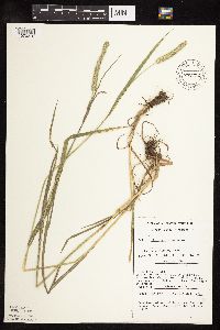 Phleum pratense image