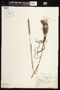 Phleum pratense image