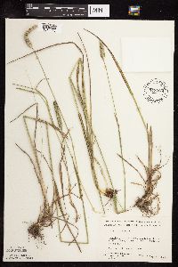 Phleum pratense image