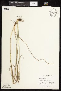 Phleum pratense image