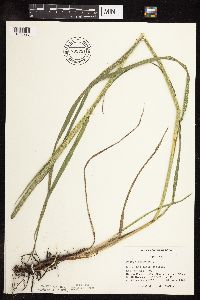 Phleum pratense image