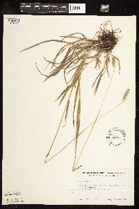 Phleum pratense image
