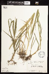 Phleum pratense image