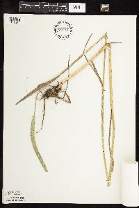 Phleum pratense image