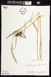 Phleum pratense image