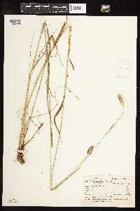 Phleum pratense image