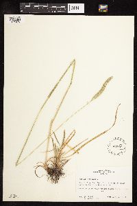 Phleum pratense image