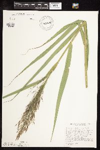 Phragmites australis image