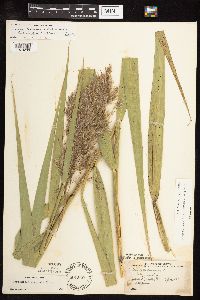 Phragmites australis image