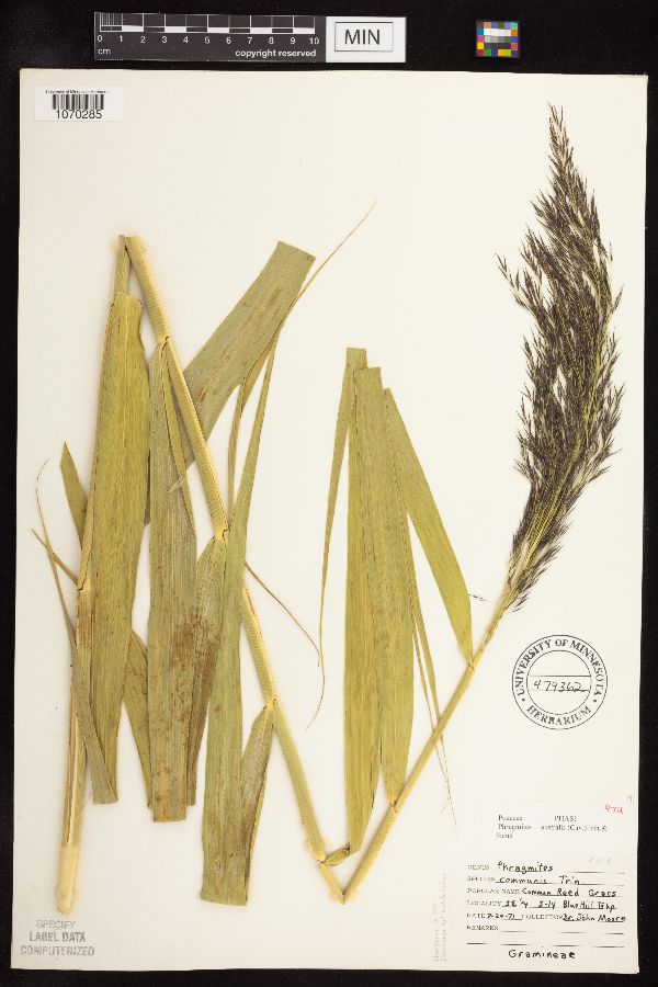 Poaceae image