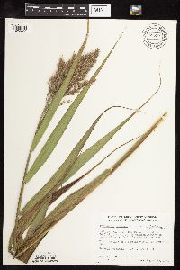 Phragmites australis image