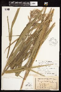 Phragmites australis image