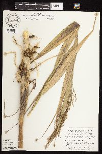 Phragmites australis image