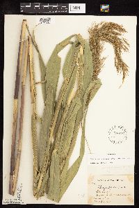 Phragmites australis image