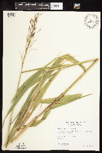 Phragmites australis image