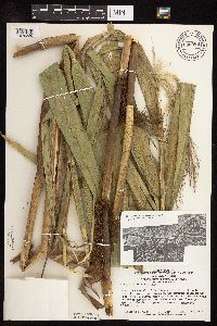 Phragmites australis image