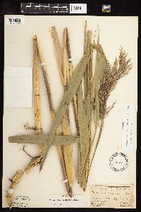 Phragmites australis image