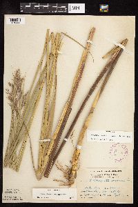 Phragmites australis image