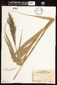 Phragmites australis image