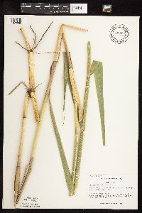 Phragmites australis image