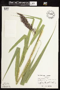 Phragmites australis image