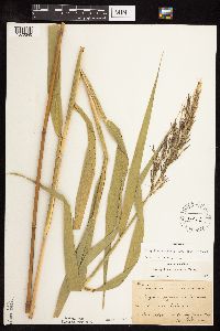 Phragmites australis image