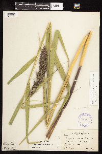 Phragmites australis image