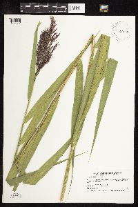 Phragmites australis image