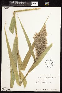 Phragmites australis image