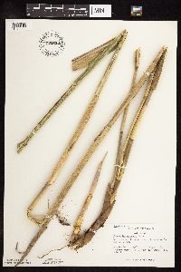 Phragmites australis image