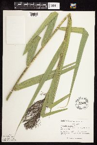 Phragmites australis image