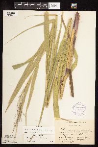 Phragmites australis image