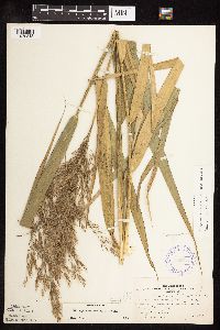 Phragmites australis image