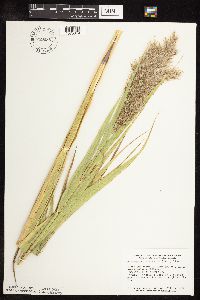 Phragmites australis image