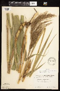 Phragmites australis image