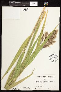Phragmites australis image