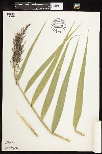 Phragmites australis image