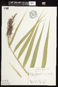 Phragmites australis image