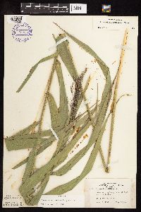 Phragmites australis image
