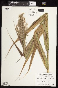 Phragmites australis image