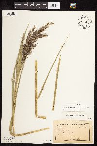 Phragmites australis image