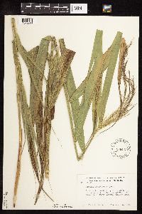 Phragmites australis image