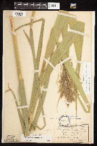 Phragmites australis image