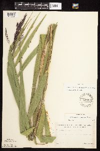 Phragmites australis image