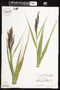 Phragmites australis image
