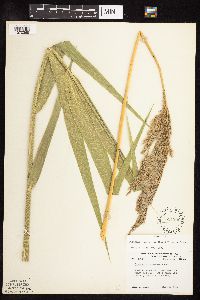 Phragmites australis image