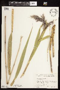 Phragmites australis image