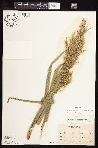 Phragmites australis image