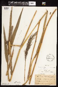 Phragmites australis image