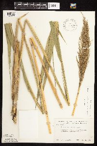 Phragmites australis image